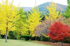 [경주 가볼만한 곳]은행나무가 아름다운 경주 용담정(동학 발상지) | 여행, 아름다운, 입구 문