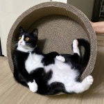 Pin on 장(낭)콩이