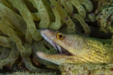 Pin page Pin de J em 곰치