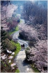 진해 안민고개,드림로드 벚꽃길 Cherry Blossom,South Korea | 아름다운 풍경, 풍경화, 벚꽃