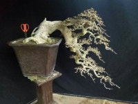 월출산분재그림경매장 | Pin oleh 강태석 di 그림 | Pohon bonsai, Bonsai, Kebun