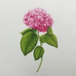 #수국#hydrangea#보태니컬아트 #fabercastell #꽃 #꽃그리기 #flower #색연필#botanicalart | 수국, 꽃 그리기, 꽃