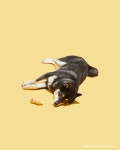 Studio dive pet: 귀여운 강아지
