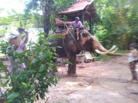 태국 코끼리 농장 | Elephant, Animals