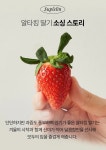 고급 선물로 추천하는 복숭아향 딸기