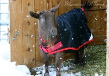 Goats에 관한 56개의 최상의 Pinterest 이미지 | 농장 동물, 염소 및 농장 Goats