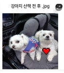 싱글벙글 강아지 산책 전 후