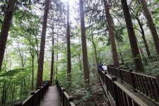 덕유산자연휴양림 독일가문비나무숲