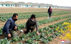 공화국의 평안북도 정주시 신천협동농장 농업근로자들이 벼모와 남새비배관리를 주인답게 해나가고있다