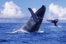 고래에 있는 진 류님의 핀(이미지 포함) | 고래