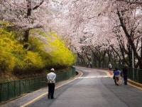 Namsan Mountain or Mount Namsan is a peak, 262 metres high, in the Jung-gu district of south central Seoul, South Korea. Although... 