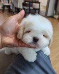 🇰🇷👉한국꼬똥켄넬👈아시아국가 최초 꼬똥 전문견사입니다 on Instagram: “거만이 때론 귀엽게 때론 거만하게...😊 . . .…” | いぬ... 