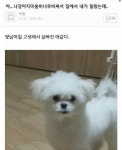 강아지 셀프 미용 후기