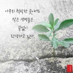 캘리그라피 힘이 되는 좋은 문구 글귀