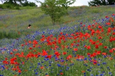여행편지 명예 작가 - 산청 생초국제조각공원 꽃양귀비와 수레국화 | 작가, 여행, 나무