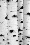 Aspen Trunks Grand Teton, Wyoming | 나무 그림, 자연 사진, 자작나무