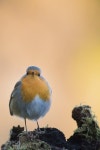 Birds GALLERY - Google+ | 작은 새