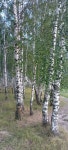 Pin page Pin by Soojin Kahng on 자작나무 in 2024 | Tree forest, Landscape, Forest