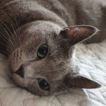 한 미모 하는 고돌이 아저씨☺️☺️ . . . . . #catsofinstagram #cats #catstagram #meow #cute #beautiful #russianbluecat... 