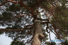 울진 행곡리 처진소나무 - 울진 행곡리의 처진소나무 | 식물, 유화