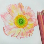 식물일러스트 #꽃 #양귀비 #손그림 #손그림일러스트 #일러스트레이터 #일러스트레이션 #색연필화 #botanicalart… - 2020 | 식물 일러스트... 
