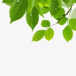 녹색 잎, 초록, 잎, 이파리 PNG 일러스트 및 PSD 이미지 무료 다운로드 - Pngtree