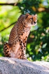 Tambako The Jaguar -  Cheetah sitting on the rock | 동물, 치타