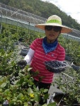 옥암동 자생조직, 농촌일손돕기 봉사 | 목포시