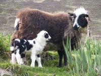Sheep에 관한 21개의 최상의 Pinterest 이미지 | 염소, 농장 동물 및 동물 Sheep