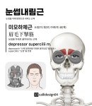 캘리일러스트와 함께 근육공부 #눈썹내림근 #미모하체근 #depressor #supercilii #muscle 근육그림과 명칭 일러스트. 캘리디자인... 