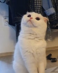 ㅋㅋ #고양이 #스코티쉬폴드 #cat #scotishfold #고양이그램 #catstgram #만월이 #냥이스타그램 #냥이 #냥스타그램 #이쁜고양이 #猫 #하품... 
