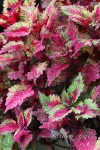 Elfers-Coleus-in-Sun | Potted plants patio, Plant leaves, Planting flowers