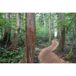 #ウッドチップ だから歩きやすい。  #新潟 #津南 #niigata #tsunan #니가타  #道 #way #forest #길 #숲 #一眼レフ #カメラ … | 森林, 緑, 道