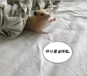 야 나 좀 살려줘.. 야 나 좀 살려줘.. - 2024 | 귀여운 동물 밈, 애완동물 사진, 아기 동물