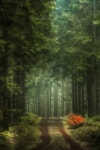 Forest Squirl | 숲