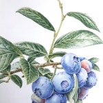Pin page 더샘의 마스크팩 패키지 일러스트로 들어갔던... 강사전에 다시 그리게 된 작품#Blueberries #보타니컬아트... 