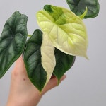 드래곤스케일 바리에가타 알로카시아 9/ 동일품배송(Alocasia Dragon Scale Variegata) - 관엽식물(Foliage)