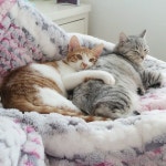 #하울이 #구름이 솜뭉탱이들 #냥스타그램 #캣스타그램 #고양이 #고양이스타그램 #catstagram #instacat | Crazy cat lady, Cat lady