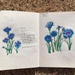Cornflower 수레국화 - 2022 | 행복