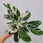[풍성한] 칼라데아 퓨전화이트 5/동일품배송(Calathea lietzei Fusion White) - 관엽식물(Foliage)