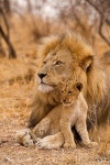 Leones에 관한 68개의 최상의 Pinterest 이미지 | 야생 동물, 큰 고양이 및 애니멀 킹덤 Leones