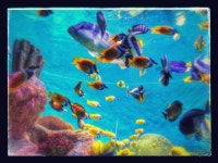 코엑스 아쿠아리움, Coex #Aquarium, 513 Yeongdong-daero, Samseong 1(il)-dong, Gangnam-gu, 서울특별시 South Korea | Fish pet... 