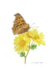 작가되기#40 엄마를 위한 그림 선물 작가되기#40 엄마를 위한 그림 선물 | Colored pencil artwork, Amazing art, Botanical art