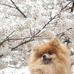 🐾멍이와쿤이 청주점. 🏠충북 청주시 상당구 상당로81번길9-2 3층(1층렌즈스토리) ☎️043-222-2243 ⏰ open 12:00 - close... 
