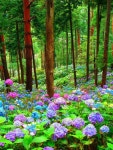 Zdjęcie | 자연 사진, 수국 가든, 정원 사진