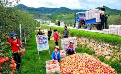 사과대풍 (Rich Apple Harvest) - 공화국의 북청군 룡전과수농장에 흐뭇한 사과대풍이 펼쳐졌습니다. - | Dolores park, Park, Travel