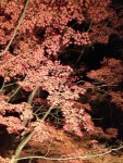 虹の郷　　匠の村 | 虹の郷, 紅葉, 匠