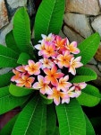Pin di BooKyung su 플루메리아 | Fiori, Bouquet, Natura