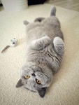 British shorthair | 고양이
