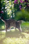 #CoolCatTreeHouse | 일상